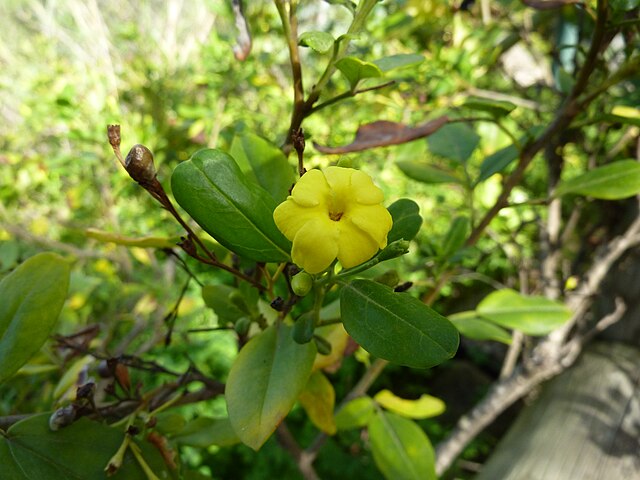 Magical Plant Monday: Jasmine