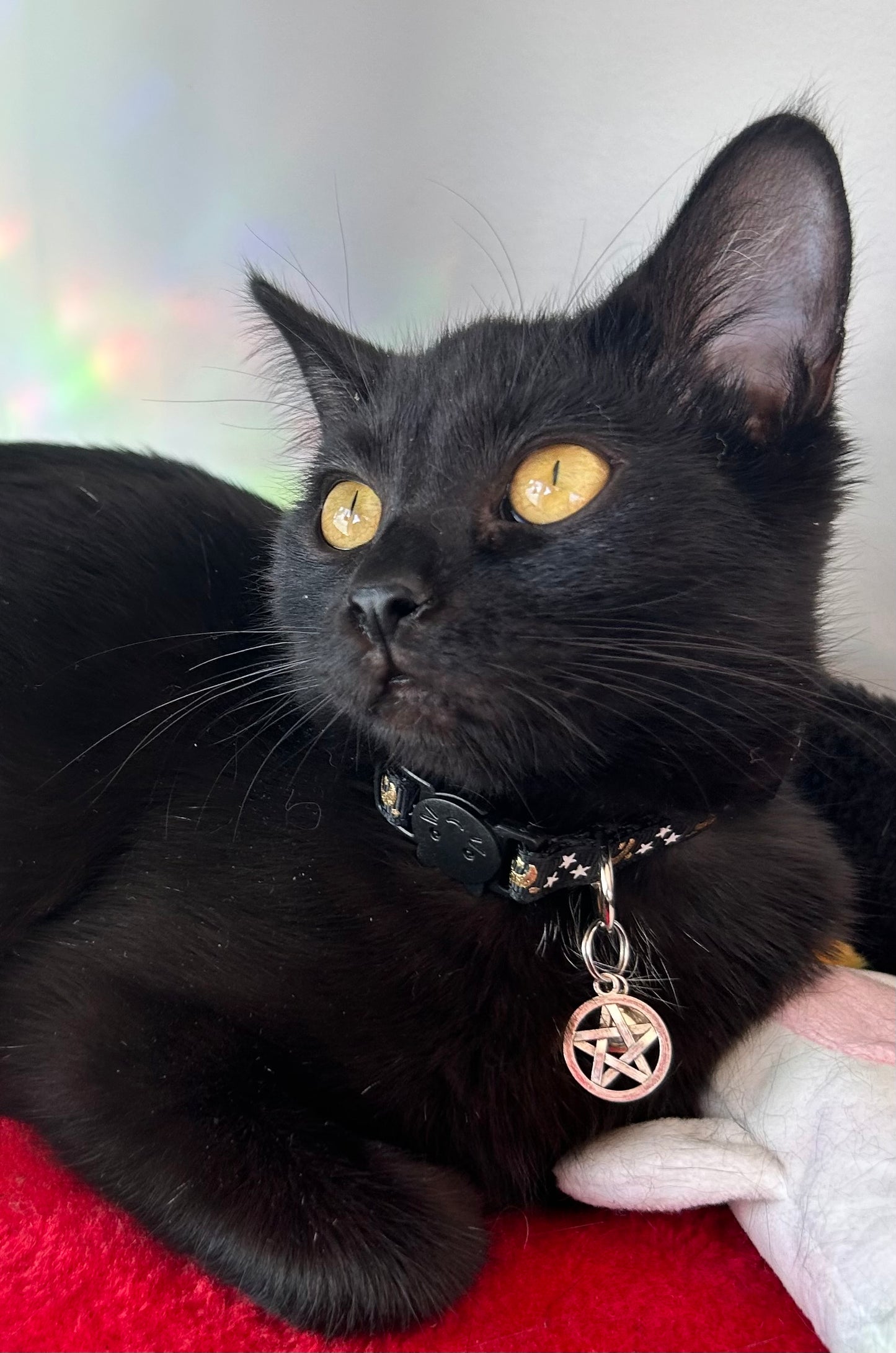 Cat collar w/pentacle & bell