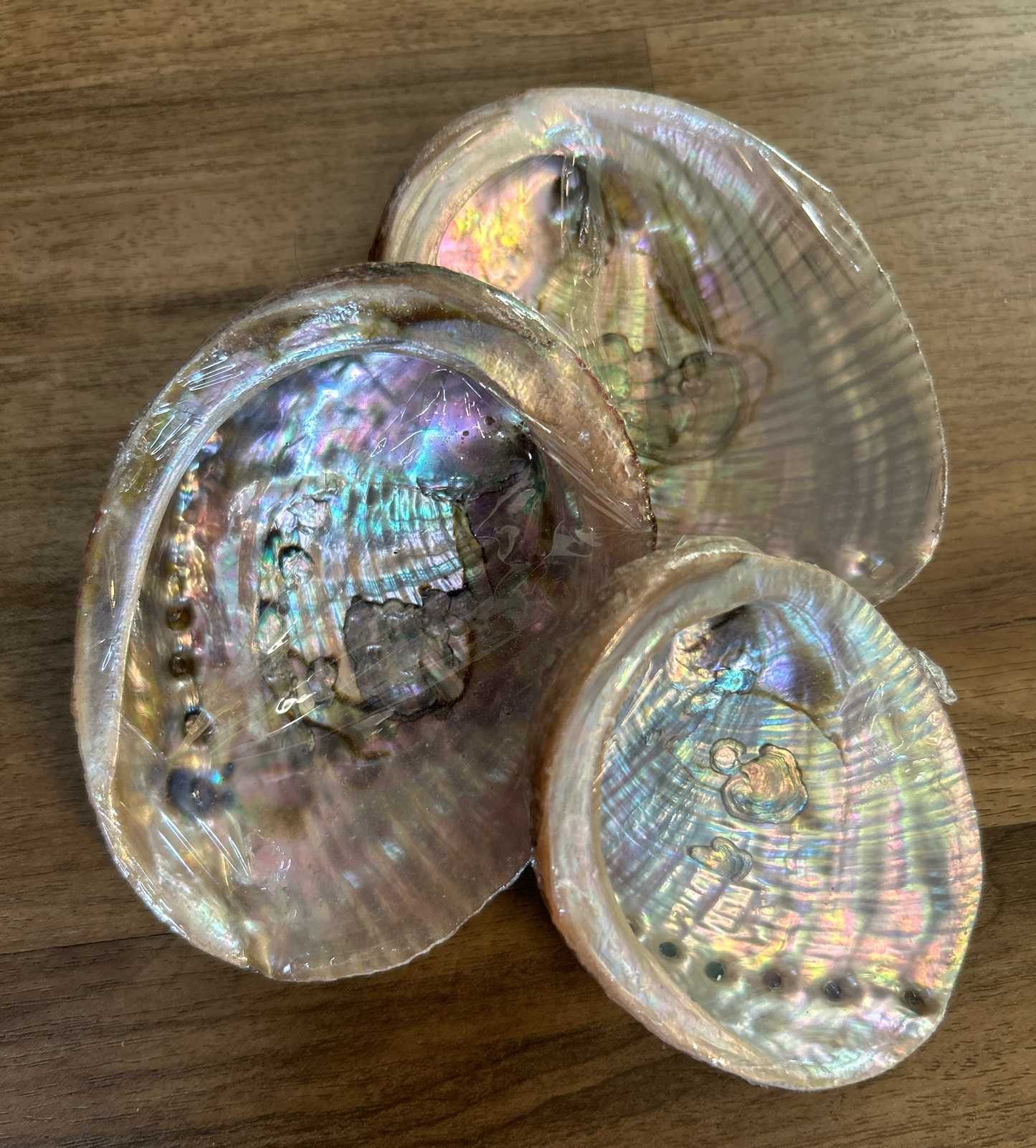 Abalone Shell for Smudging Ritual | Available in 3" and 4" inches